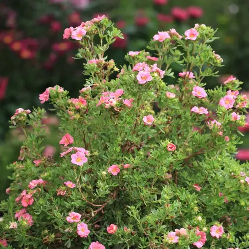 Buskpotentil, Potentilla fru. 'Pink Paradise', 5 liter potte