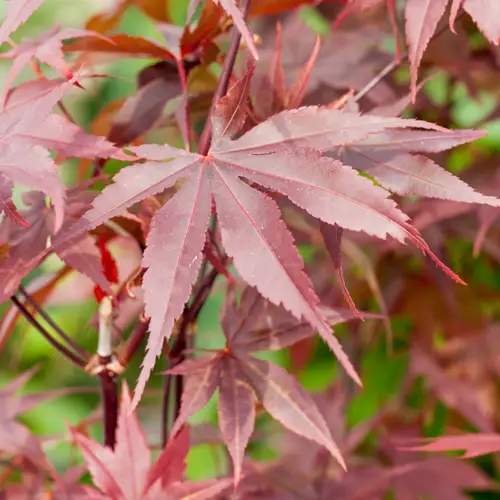 Japansk løn, Acer pal. 'Bloodgood', 15 liter potte,100+cm