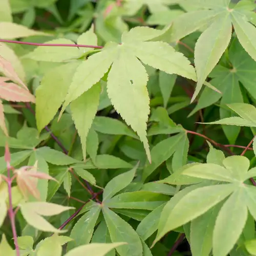 Japansk løn, Acer pal. 'Osakazuki', 15 liter potte,100+cm