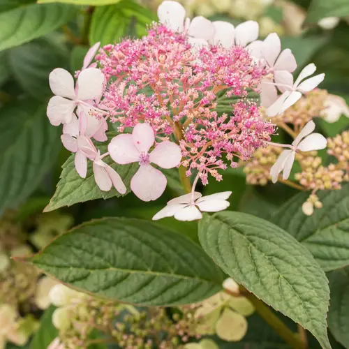 Havehortensia, Hydrangea ser. 'Blue Bird', 5 liter potte