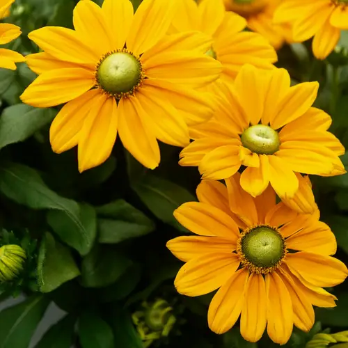 Solhat, Rudbeckia 'Little Gold Star', 5 liter potte