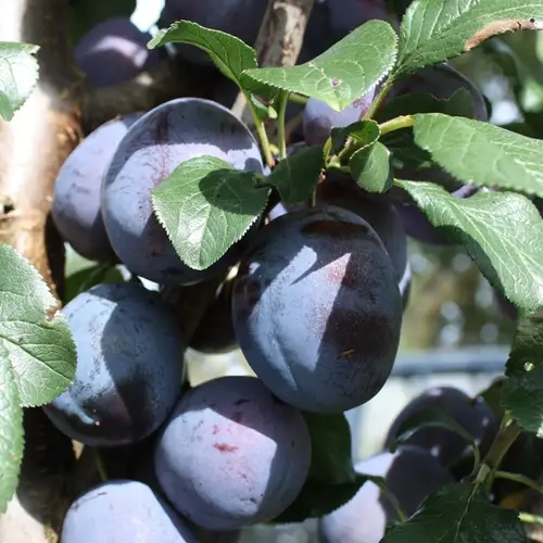 Sveskeblomme, Prunus dom. 'Italiensk sveske', 10 liter potte