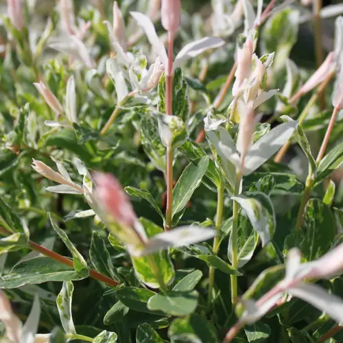 Japansk pil, opstammet, Salix integra 'Hakuro Nishiki', 7,5 liter potte, 60 cm