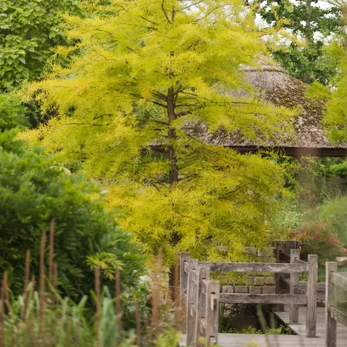 Vandgran, Metasequoia glyptostroboides, 12 liter potte, 200-250 cm