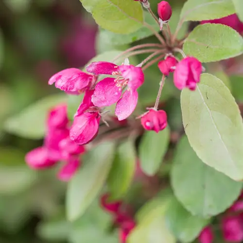 Paradisæble , Malus 'Profusion', 10 liter potte, 175-200 cm