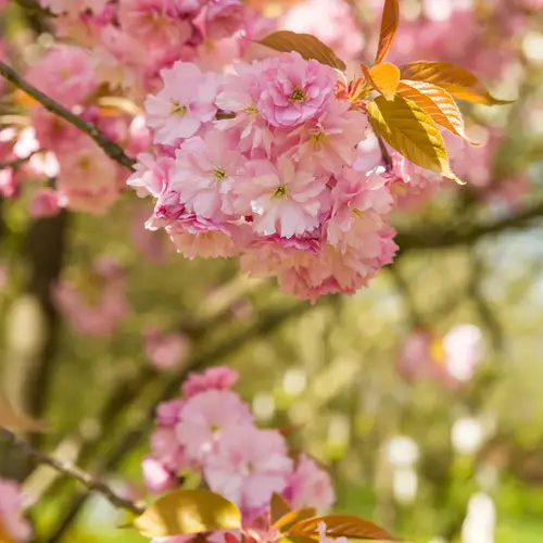 Japansk kirsebær, Prunus serr. 'Kanzan', 10 liter potte, 200+ cm