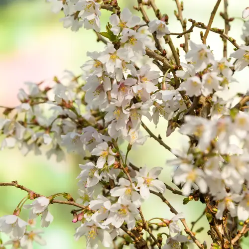 Fuji kirsebær, opstammet, Prunus incisa 'Yamadei', 7,5 liter potte, 50 cm