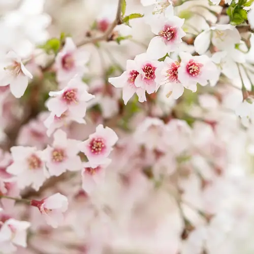 Fuji kirsebær, opstammet, Prunus incisa 'Lotte', 7,5 liter potte, 50 cm