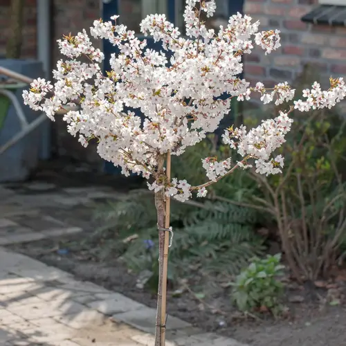 Prydkirsebær, opstammet, Prunus nipponica 'Brillant', 7,5 liter potte, 50 cm