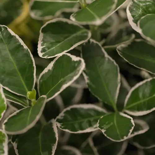 Hvidbroget benved, Euonymus jap. 'Kathy', 18 liter potte, 60-80 cm