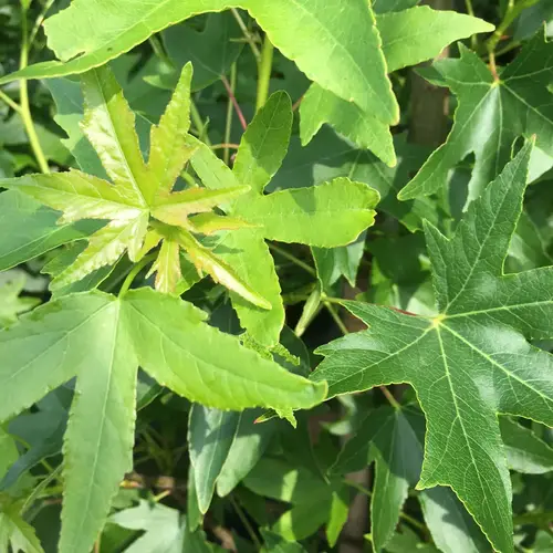 Ambratræ, Liquidambar styr. 'Worplesdon', 10 liter potte, 175-200 cm