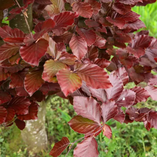 Rødbladet søjlebøg, Fagus sylv. 'Dawyck Purple', 10 liter potte, 150-175 cm