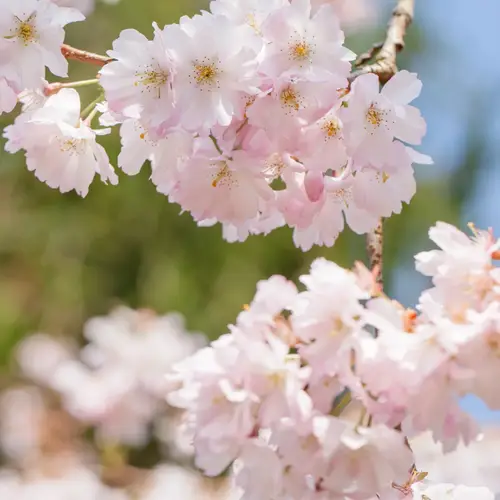 Japansk prydkirsebær, opstammet, Prunus 'Accolade', 12 liter potte, 120 cm