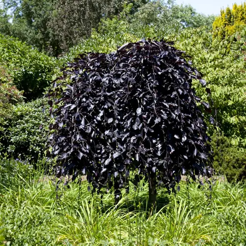 Rødbøg, barrod, Fagus syl. 'Atropurpurea', 30-50 cm. 10 stk. bdt.