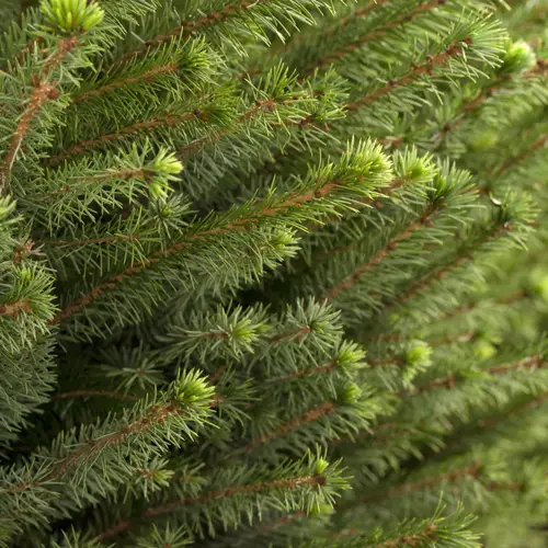 Dansk søjlegran H:125/150 cm, Picea omorika