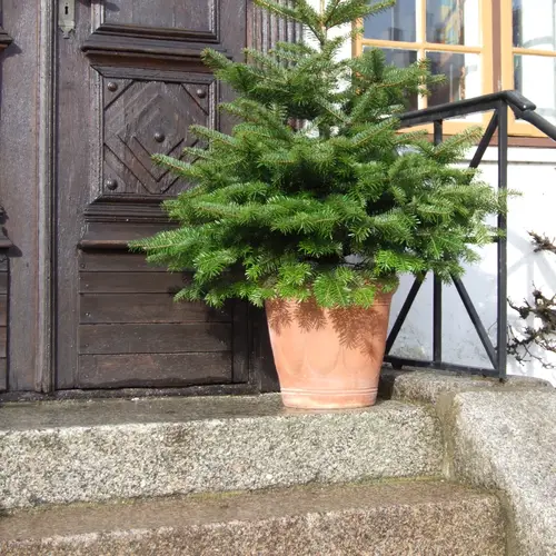 Dansk nordmannsgran H:100/120 cm, Abies nordmanniana