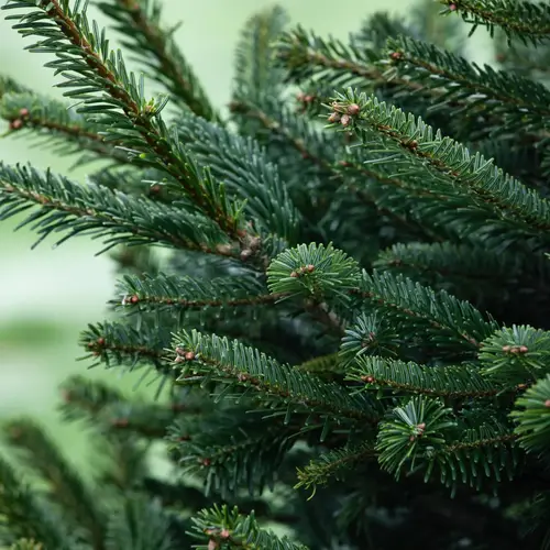 Dansk opstammet nordmannsgran H:100/150 cm, Abies nordmanniana