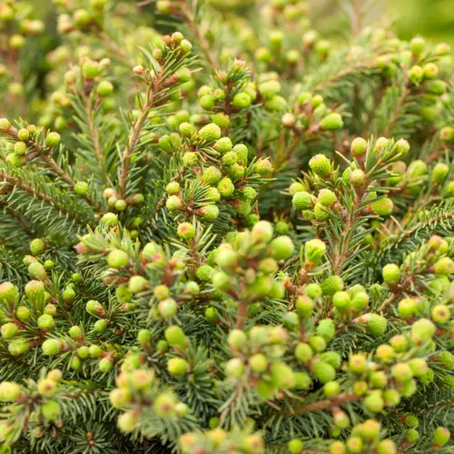 Pindsvinegran, Picea gla. 'Echiniformis', 3 liter potte, 20+cm