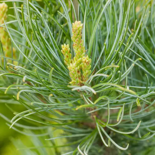 Blå penselfyr, Pinus par. 'Glauca', 3 liter potte, 25+cm