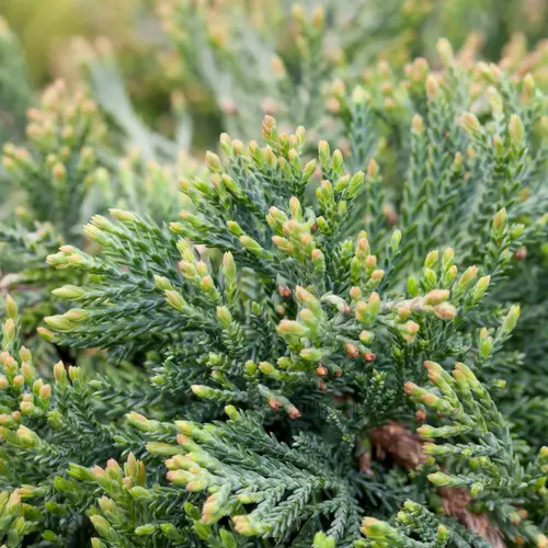 Krybende ene, Juniperus hor. 'Wiltonii', 3 liter potte, 25+cm