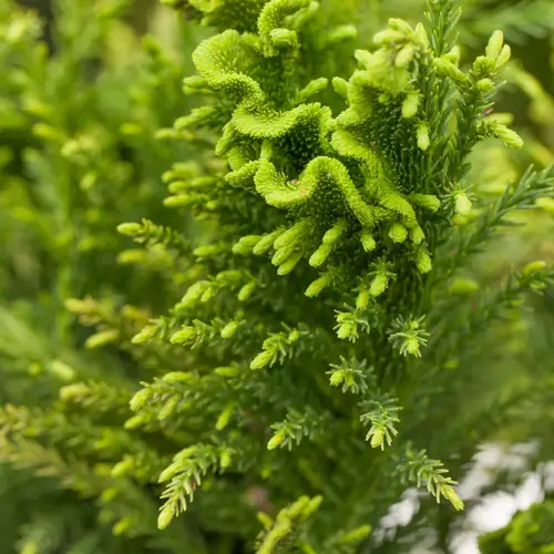 Kryptomeria, Cryptomeria jap. 'Cristata', 3 liter potte, 40+cm