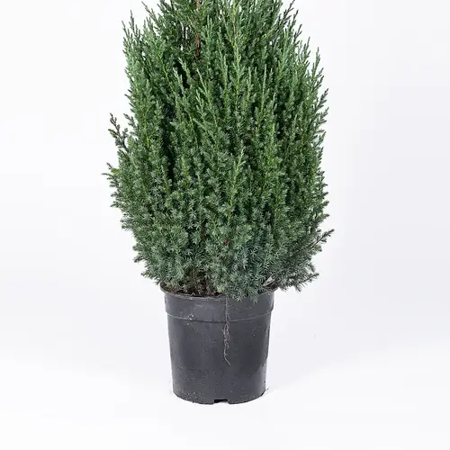 Kinesisk enebær, Juniperus chi. 'Stricta', 7,5 liter potte, 90 cm.