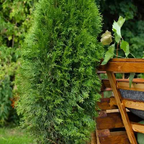 Thuja, Thuja occ. 'Smaragd', 5L, 60+ cm