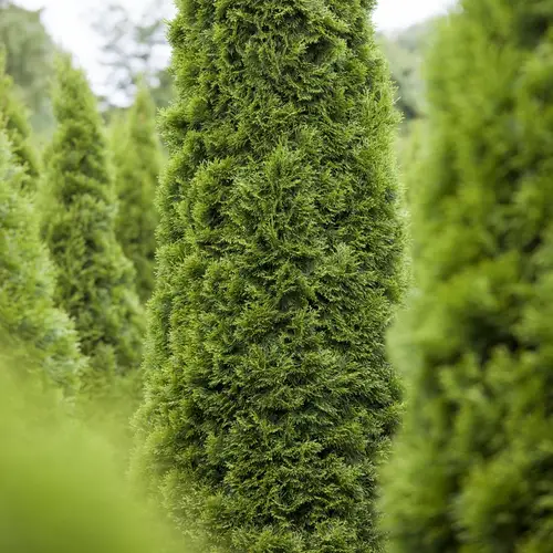 Thuja, Thuja occ. 'Brabant', 10L, 100+ cm