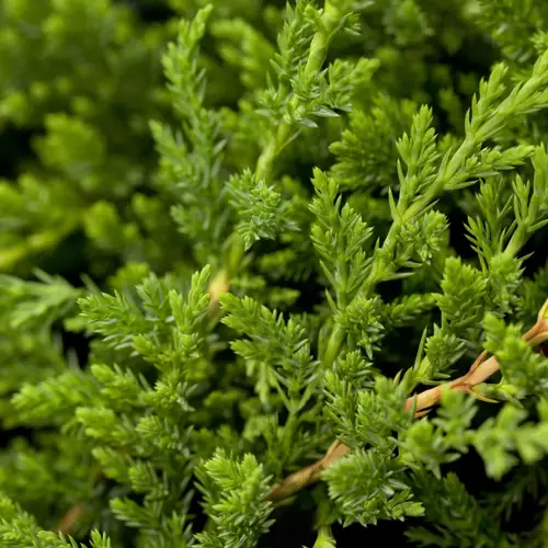 Enebær, Juniperus hor. 'Prince of Wales', 1 liter potte