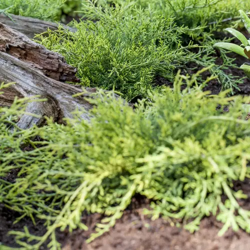 Kinesisk ene, Juniperus med. 'Old Gold', 1 liter potte