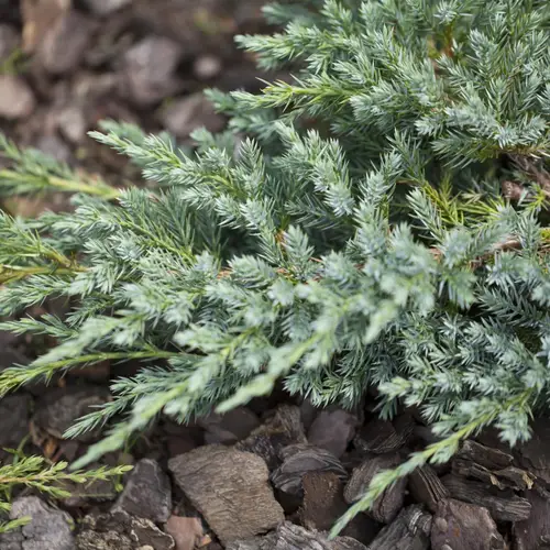 Blå ene, Juniperus squa. 'Blue Carpet', 1 liter potte