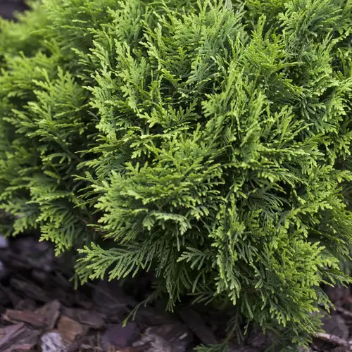 Thuja, Thuja occ. 'Danica', 1 liter potte