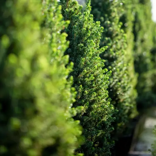 Sukkertopgran, Picea gla. 'Conica' , 1 liter potte