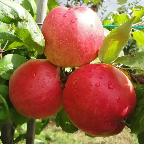 Søjleæbletræ, Malus dom. 'Suncats', 6,7 liter potte,80cm