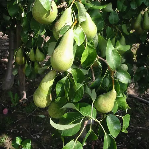 Søjlepæretræ, Pyrus com. 'Conference Spuur', 6,7 liter potte,100cm