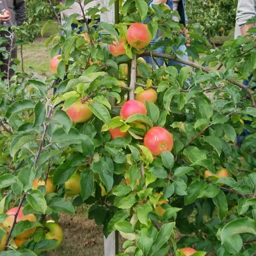 Æbletræ, Malus dom. 'Rød Belle Boskoop', 7,5 liter potte