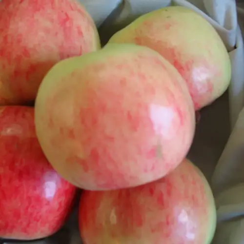 Pyramide æbletræ, Malus dom. 'Nanna', 10 liter potte