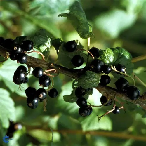 Solbær, Ribes nig. 'Titania', 2 liter potte