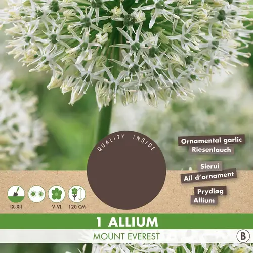 Prydløg , Allium 'Mount Everest'. Pakke med 1 løg