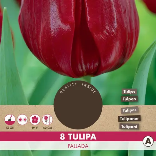 Tulipan løg , Tulip 'Pallada'. Pakke med 8 løg