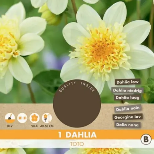 Georgine blomsterløg, Dahlia 'Toto'. Pakke med 1 stk.