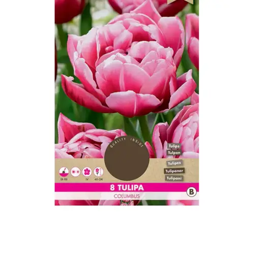 Tulipan løg , Tulip 'Columbus'. Pakke med 8 løg