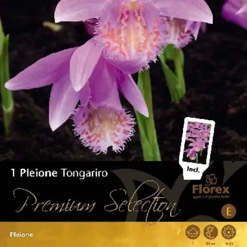 Pleione Tongariro blomsterløg. Pakke med 1 stk.