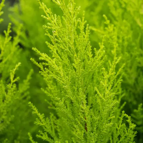 Goldcrest, Cupressus macr. Goldcrest Wilm, Ø12 cm potte