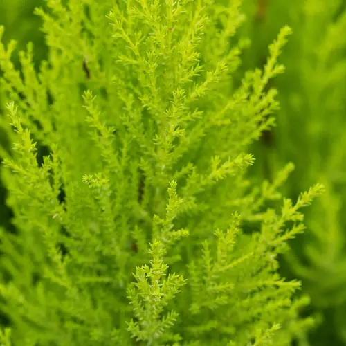 Goldcrest, Cupressus macr. Goldcrest Wilm, Ø14 cm potte