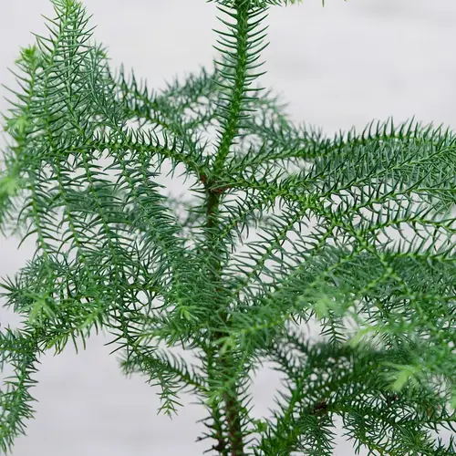 Stuegran, Araucaria heterophylla, Ø12 cm potte