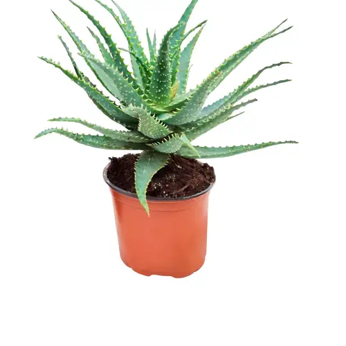 Aloe med blomst, Aloe arborescens, Ø12 cm potte