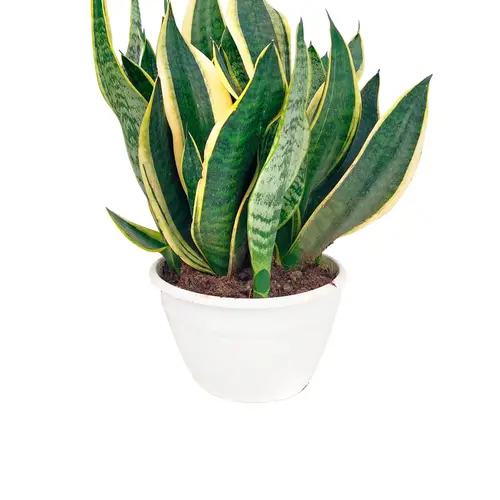 Bajonetplante, Sansevieria fut. superba, Ø22 cm potte