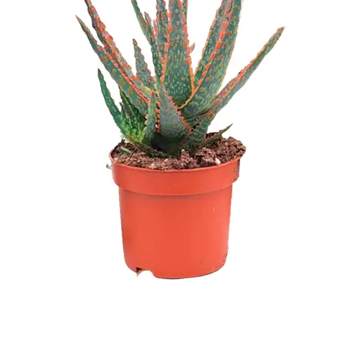 Aloe, Aloe zebrina dannyz, Ø10,5 cm potte