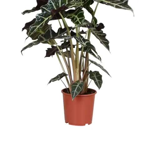 Elefantøre, Alocasia Polly H45 cm, Ø17 cm potte